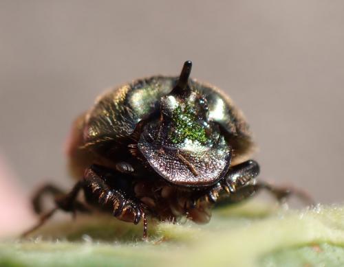 Onthophagus vacca